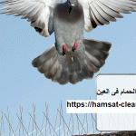 شركة مكافحة الحمام فى العين