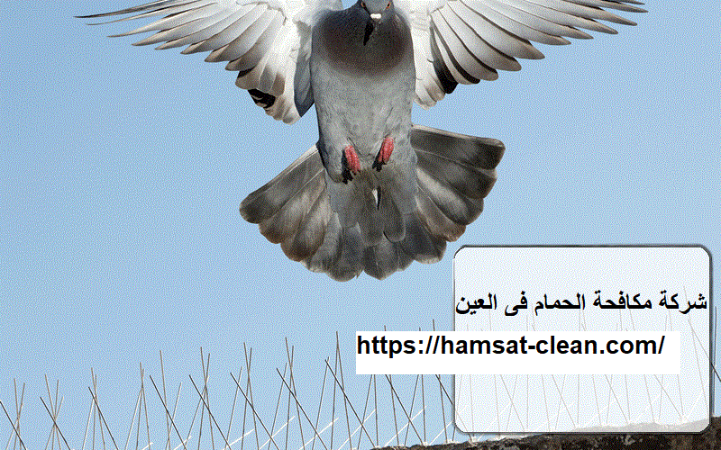 شركة مكافحة الحمام فى العين
