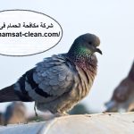 شركة مكافحة الحمام فى الفجيرة