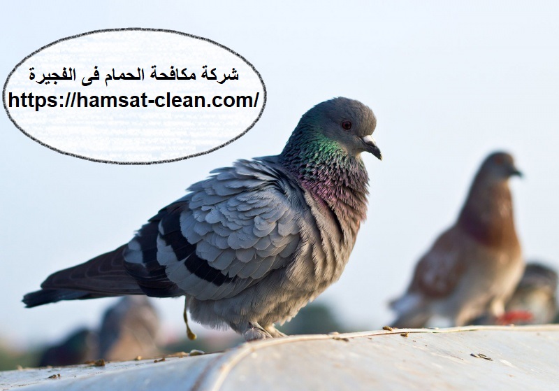 شركة مكافحة الحمام فى الفجيرة