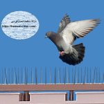 شركة مكافحة الحمام فى ابو ظبى