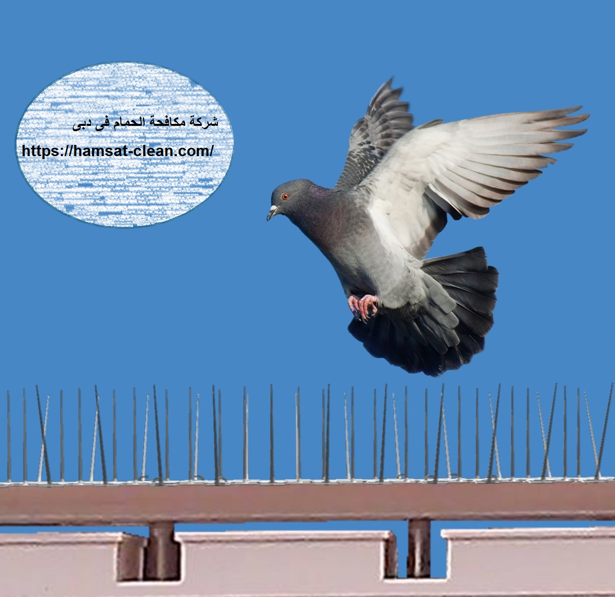 شركة مكافحة الحمام فى ابو ظبى