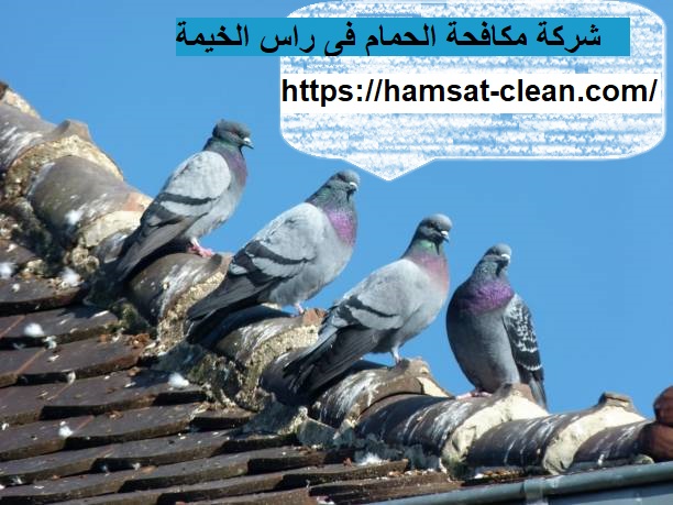شركة مكافحة الحمام فى راس الخيمة