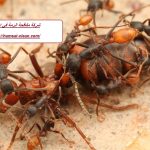 شركة مكافحة الرمة في ابوظبي