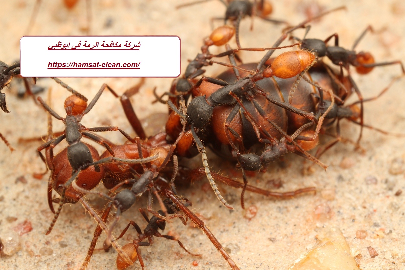 شركة مكافحة الرمة في ابوظبي