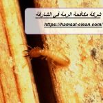 شركة مكافحة الرمة في الشارقة