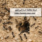 شركة مكافحة الرمة في العين