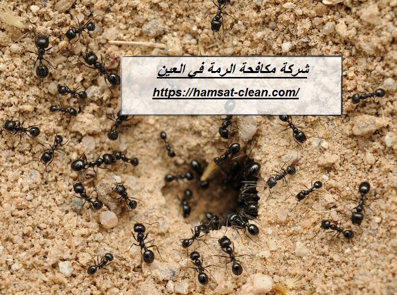 شركة مكافحة الرمة في العين