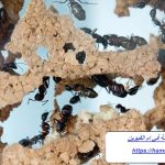 شركة مكافحة الرمة في ام القيوين