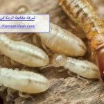 شركة مكافحة الرمة في دبي