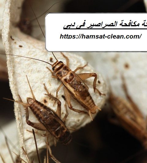 شركة مكافحة الصراصير فى دبى