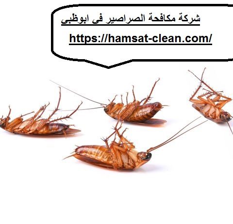 شركة مكافحة الصراصير في ابوظبي