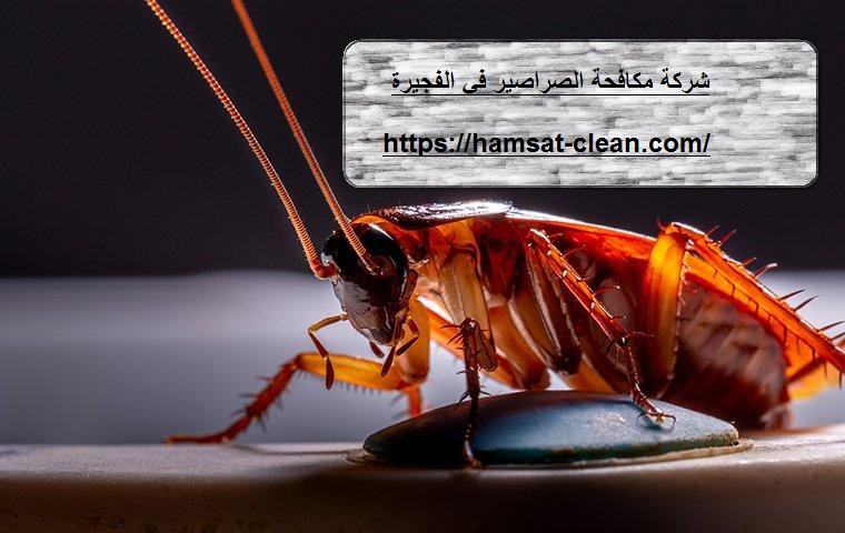 شركة مكافحة الصراصير في الفجيرة