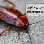 شركة مكافحة الصراصير في ام القيوين