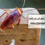 شركة مكافحة الصراصير في راس الخيمة