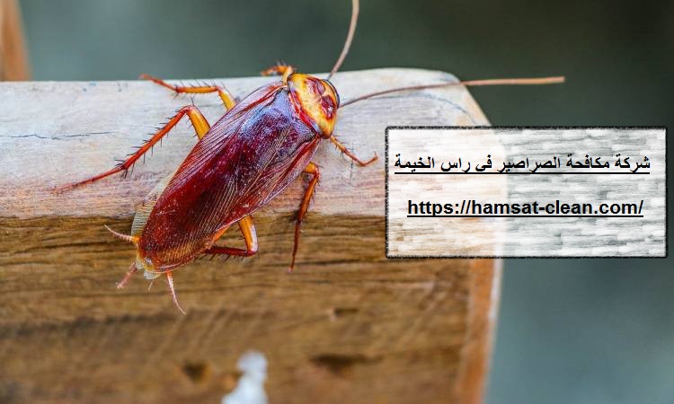 شركة مكافحة الصراصير في راس الخيمة