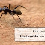 شركة مكافحة النمل في الشارقة