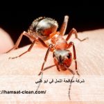 شركة مكافحة النمل في ابو ظبي
