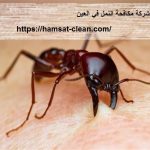 شركة مكافحة النمل في العين