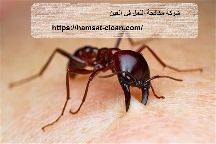 شركة مكافحة النمل في العين