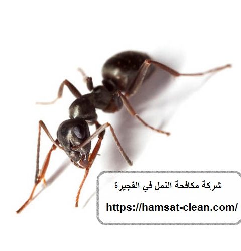 شركة-مكافحة-النمل-في-الفجيرة