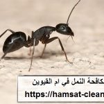 شركة-مكافحة-النمل-في-ام-القيوين