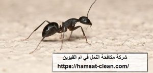 شركة-مكافحة-النمل-في-ام-القيوين