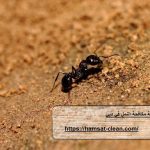 شركة مكافحة النمل في دبي
