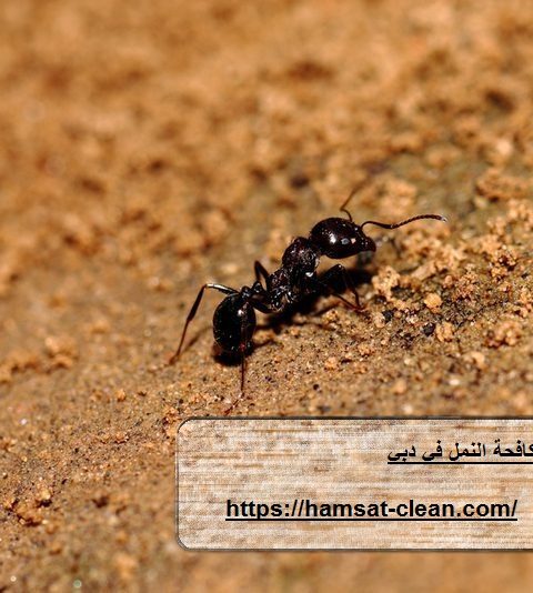 شركة مكافحة النمل في دبي