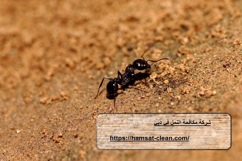 شركة مكافحة النمل في دبي