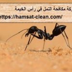 شركة مكافحة النمل في رأس الخيمة