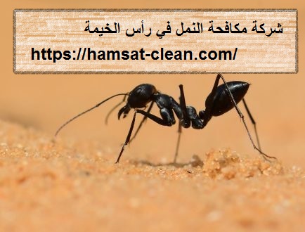 شركة مكافحة النمل في رأس الخيمة