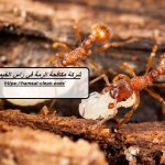 شركة مكافحة الرمة في راس الخيمة