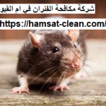 شركة مكافحة الفئران في ام القيوين