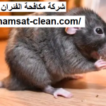 شركة مكافحة الفئران في راس الخيمة