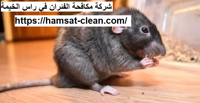 شركة مكافحة الفئران في راس الخيمة