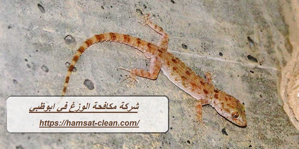 شركة مكافحة الوزغ في ابوظبي
