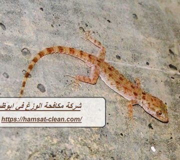 شركة مكافحة الوزغ في ابوظبي