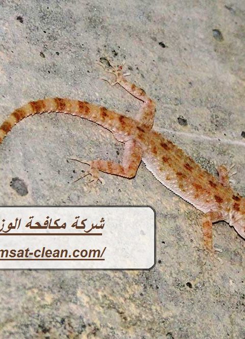 شركة مكافحة الوزغ في ابوظبي
