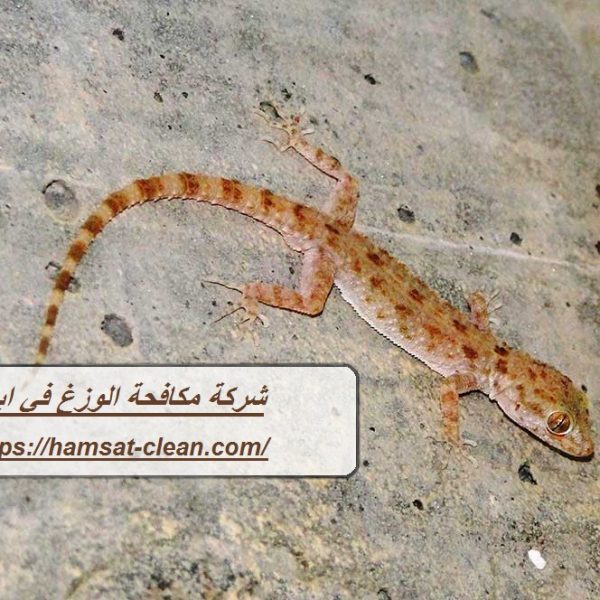 شركة مكافحة الوزغ في ابوظبي