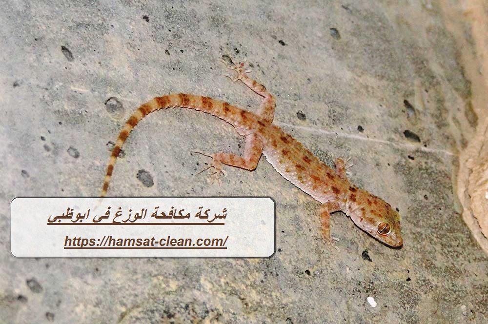 شركة مكافحة الوزغ في ابوظبي