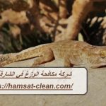 شركة مكافحة الوزغ في الشارقة