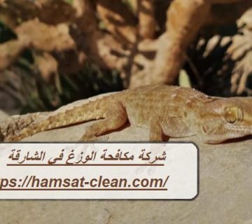شركة مكافحة الوزغ في الشارقة