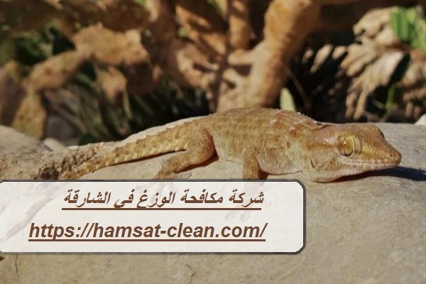 شركة مكافحة الوزغ في الشارقة