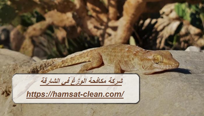 شركة مكافحة الوزغ في الشارقة