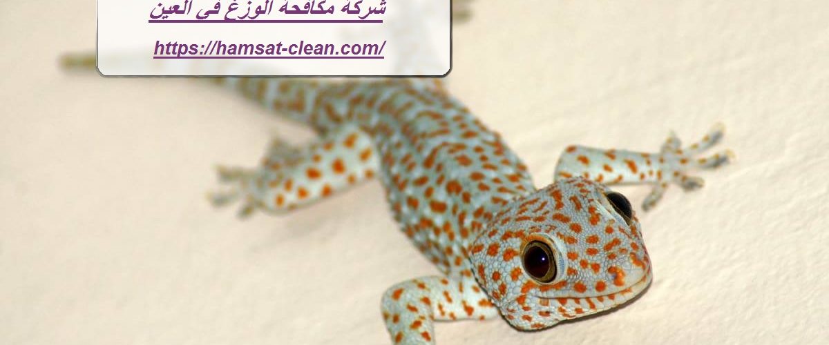 شركة مكافحة الوزغ في العين