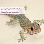 شركة مكافحة الوزغ في العين