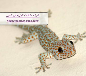 شركة مكافحة الوزغ في العين