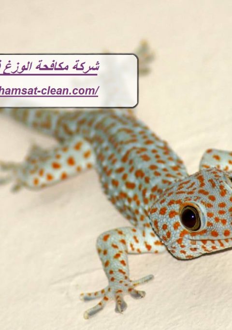 شركة مكافحة الوزغ في العين