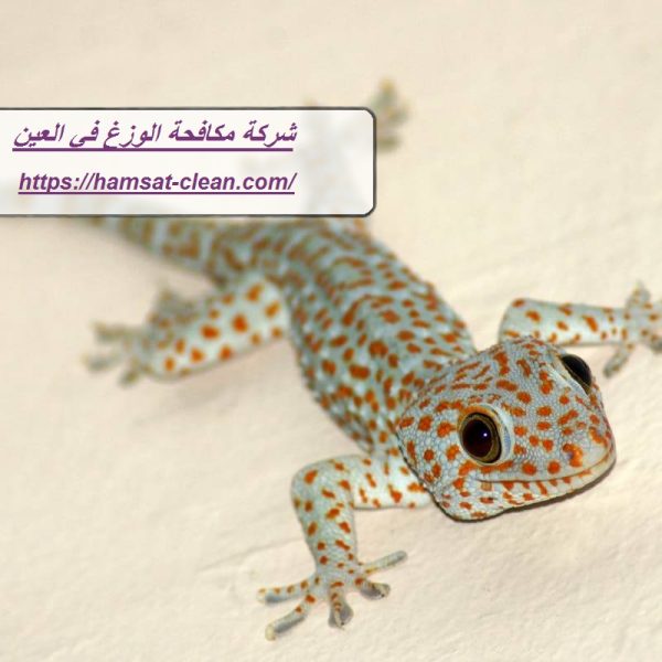 شركة مكافحة الوزغ في العين